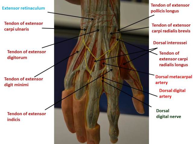 Hand and wrist posterior view
