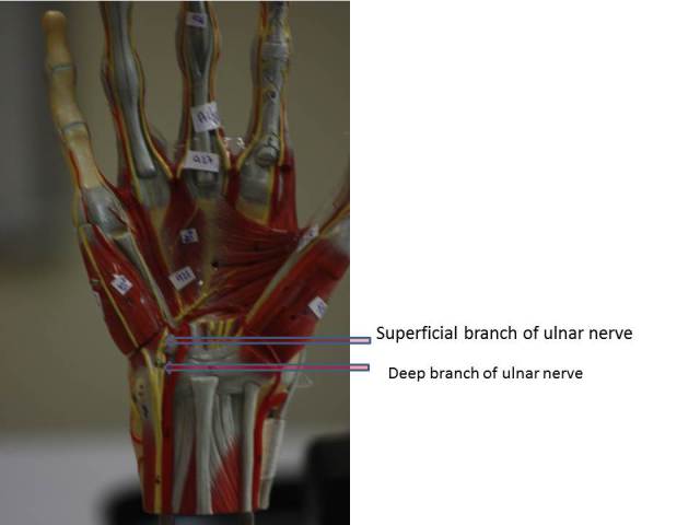Superficial and deep branches of ulnar nerve