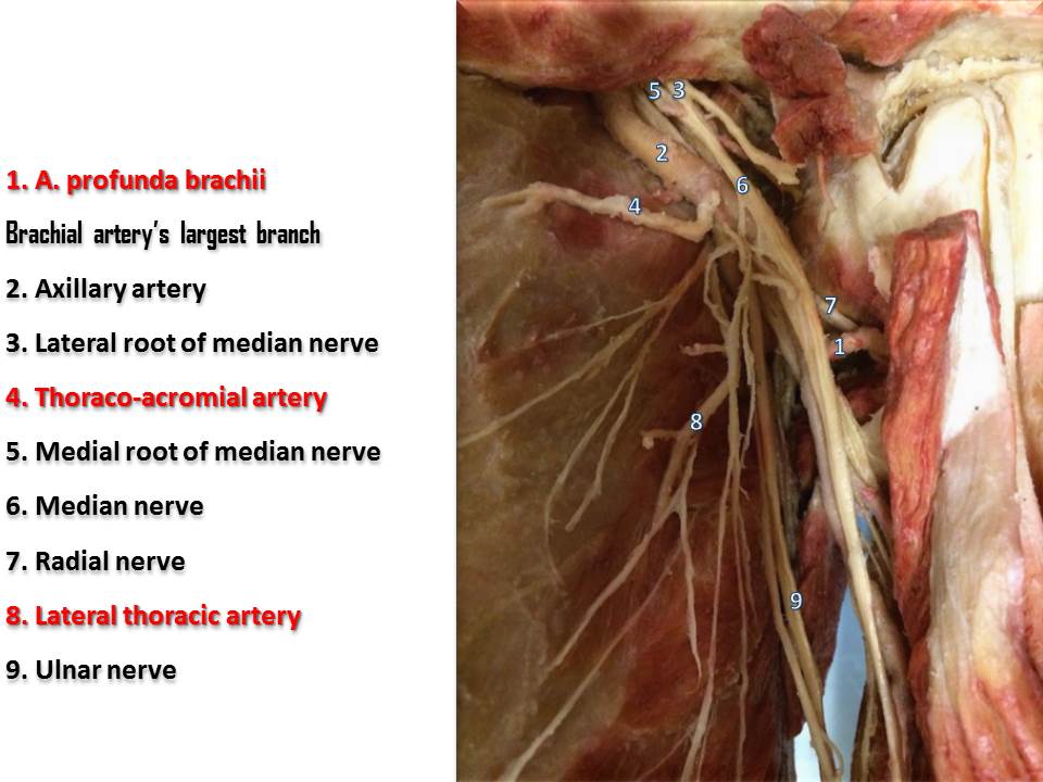Where is the brachial plexus in the human body?